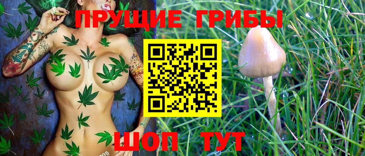 Чистополь  Галлюциногенные грибы Psilocybine cubensis  Вход с VPN 